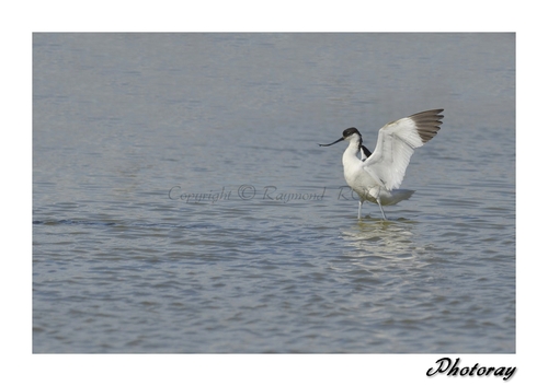 Avocette élégante