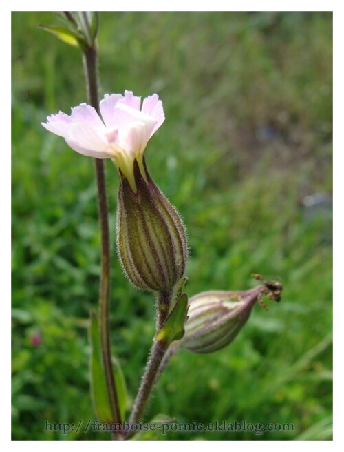 Le silène blanc ou rose