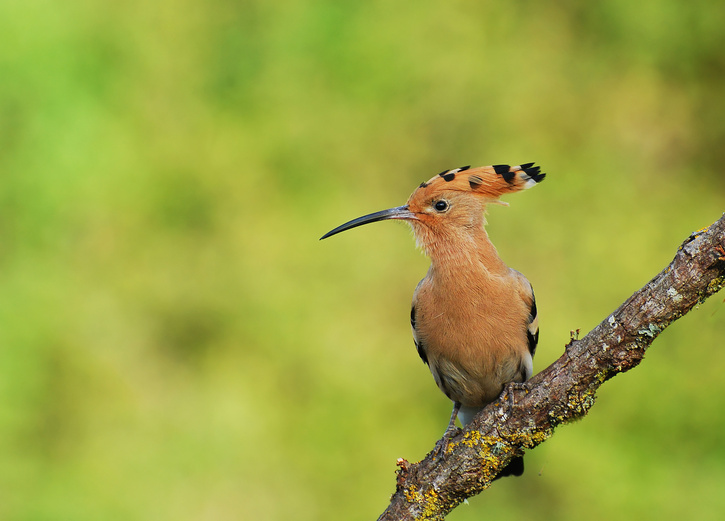 10 Images d'Oiseaux - 2