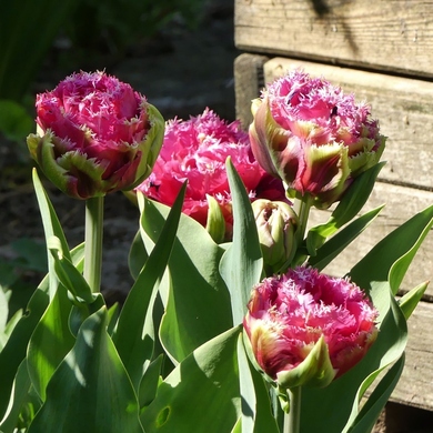 'Mascotte', une tulipe à l'effiloché...