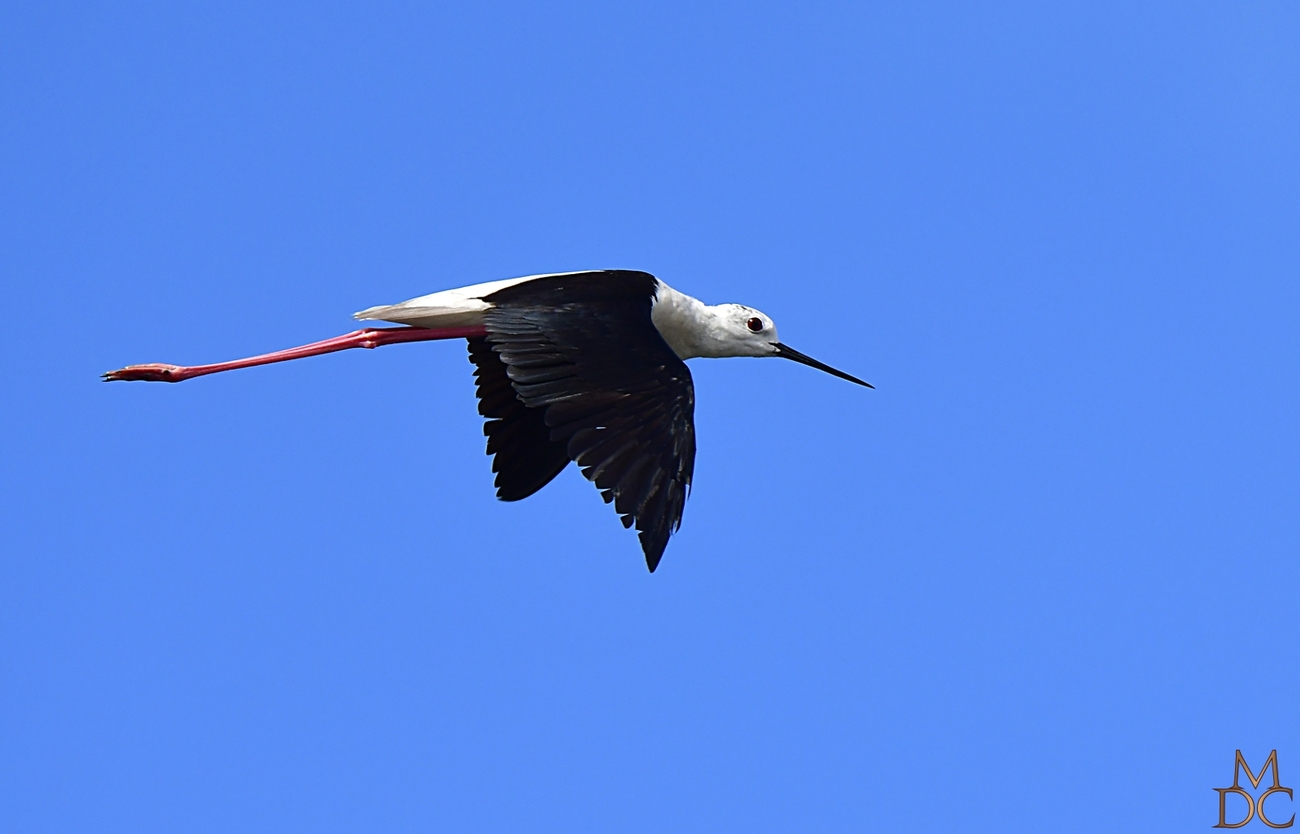 Échasse blanche