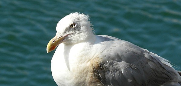 Goeland---05-08-10-039.jpg