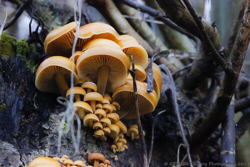 La Collybie à pied velouté - Flammulina Velutipes - Janvier 2017