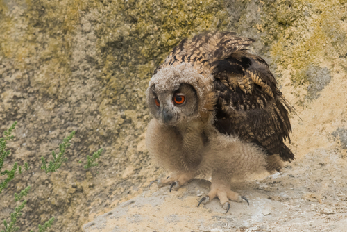 Bébé Hibou G.Duc