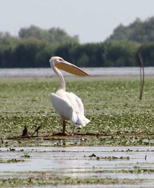 Dans le delta du Danube, 4 : les pélicans