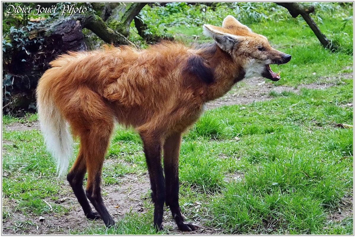 Loup à Crinière (1) - Chrysocyon brachyurus