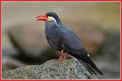 L'oiseau à moustaches