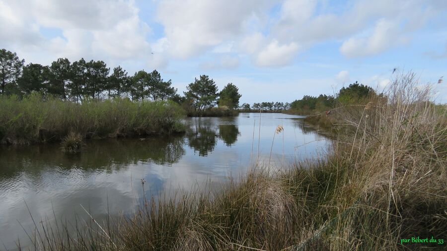 le parc ornithologique du Tech (33)-3