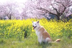 mode fashion dogs cherry blossoms