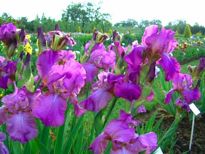 Les jardins de Brocéliande