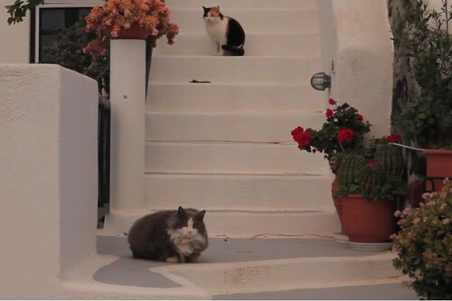 Les chats de l’ile de Santorin