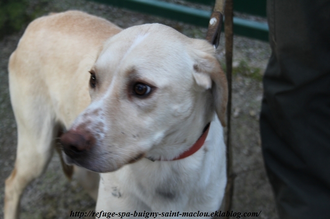 Chiens adoptés en décembre 2013