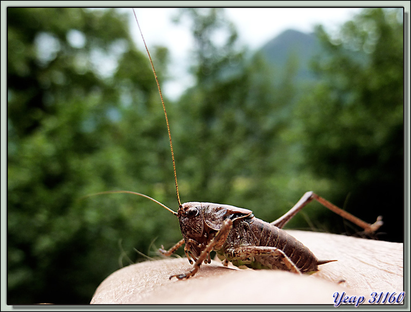 Miss Grasshopper la sauterelle (juvénile?) - Milhas - 31  (Faune)