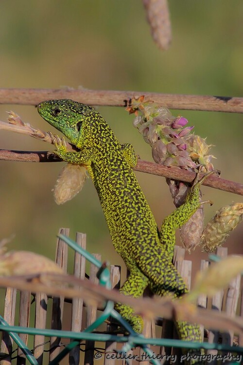 Lacerta bilineata ou lézard vert occidental - Dans mon jardin - Saint jean de chevelu - Savoie