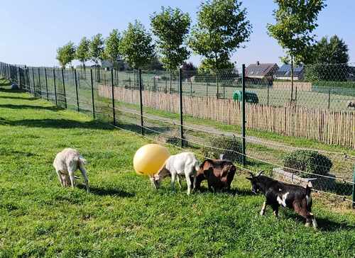 Les chêvres du refuge