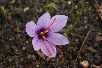 Mon jardin landais à la mi-novembre 