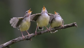 Le chant des oiseaux ... 