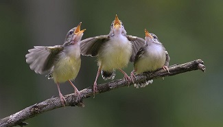 Le chant des oiseaux ...