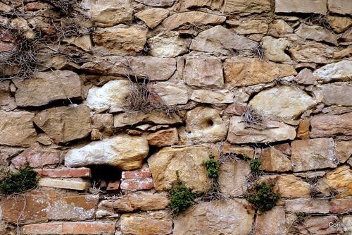 Vieux mur et plantes