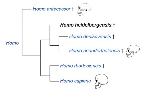 Phylogénie des espèces récentes du genre Homo, Strait, Grine, Fleagle (2015) Meyer, al. (2016).jpg