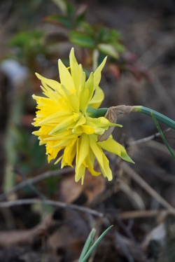 Le jaune, la joie