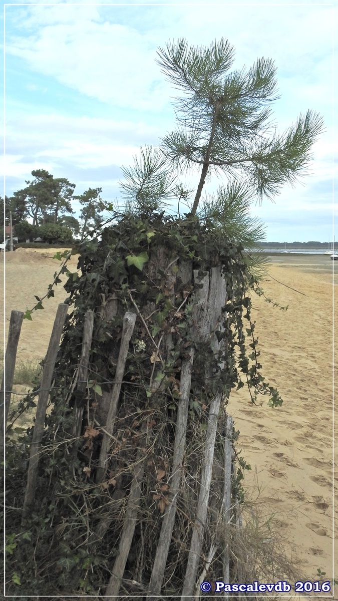 Balade à Claouey sur la presqu'île du Cap Ferret - Octobre 2016 - 8/10