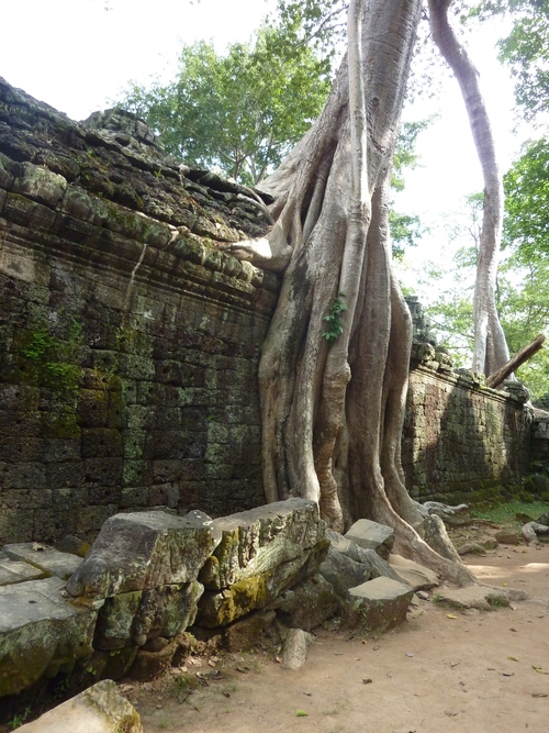 Ta Prohm, et ses arbres monstrueux