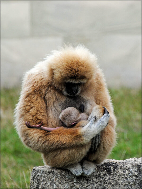 Photo de maman Gibbon à main blanche et son bébé