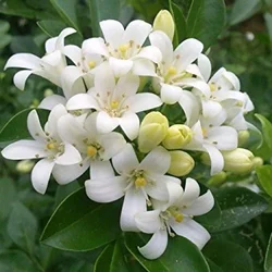 La floriculture à travers le monde ... 