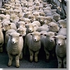 moutons panurge