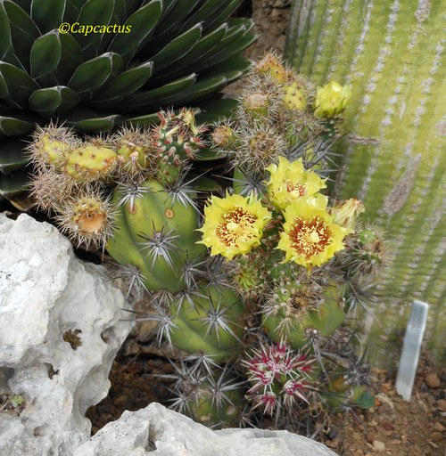 Opuntia invicta