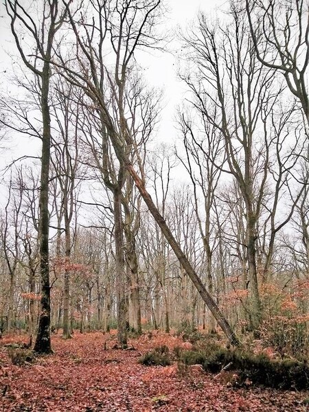 Un arbre soutenu par un autre