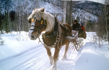 horse-sleigh1