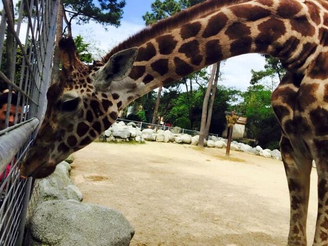 Allons au zoo de la Palmyre.