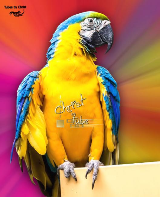 ARA Bleu-Jaune