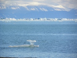 Icebergs et bourguignons dérivant dans Nordfjord