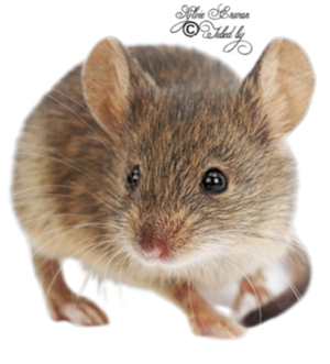  Rats souris créations 3
