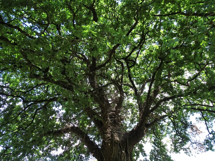 Voyage au jardin-forêt de Kerblouze Chapelle-Neuve (Morbihan)