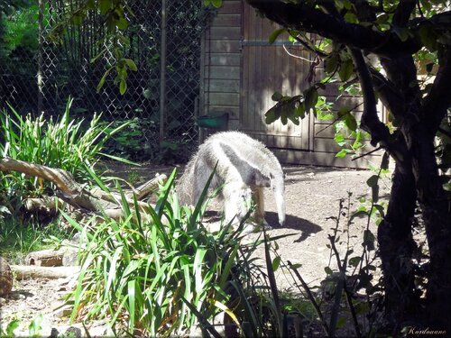 Photo de fourmilier géant (zoo Sables d’Olonne)