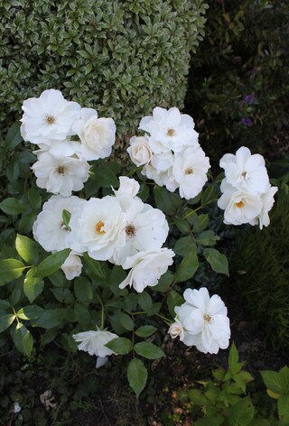 rose blanche 'Iceberg' de Kordes