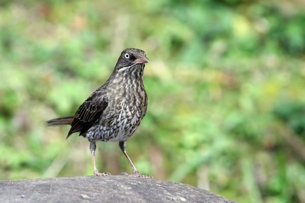 Autour du Jardin des Colibris