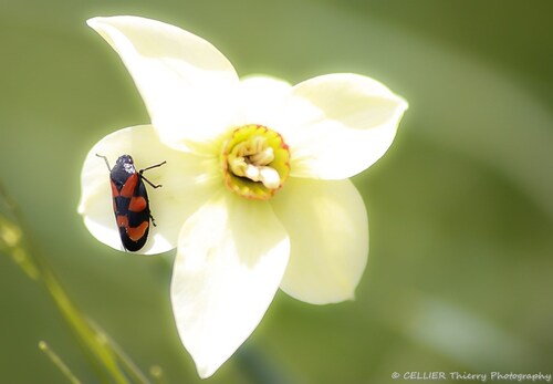 Cercope sanguin (Cercopis vulnerata) - Saint jean de chevelu - Savoie