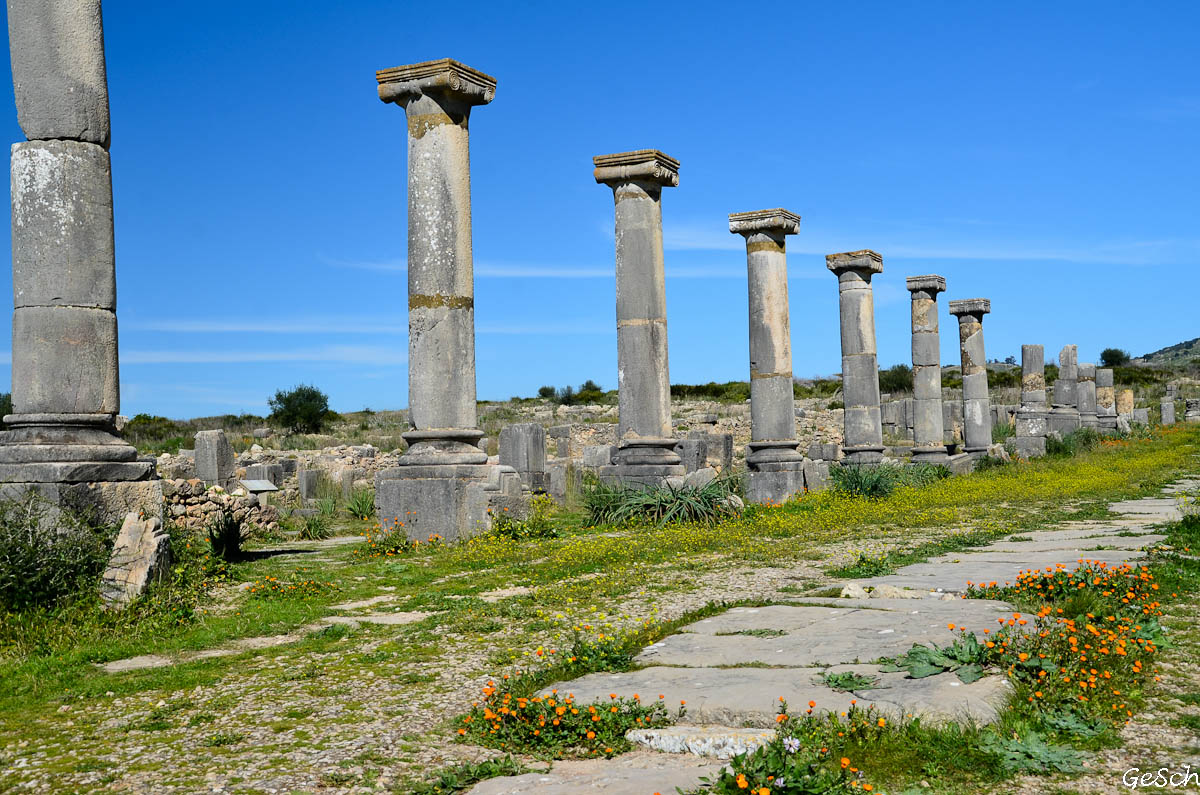 Volubilis Ufem Barg Volubilis Ufem Barg