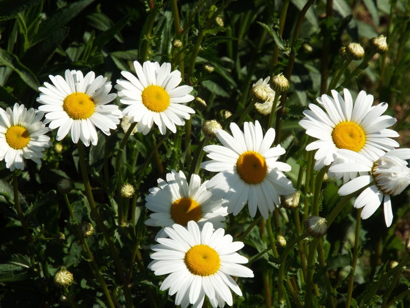 fleur blanches