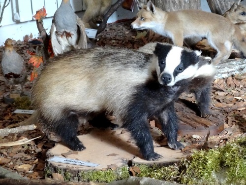 Une exposition d'animaux naturalisés à la Maison de la Forêt de Leuglay