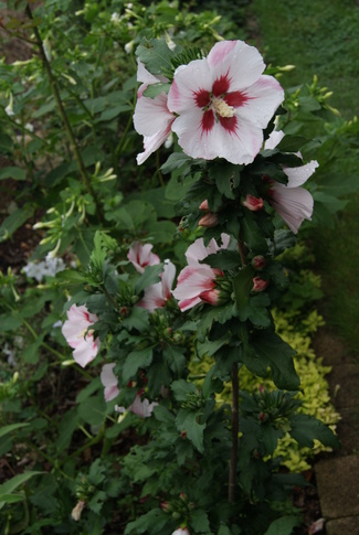 Hydrangea arborescens Pink Annabelle (ou Invincibelle) et hibiscus syriacus 'Hamabo'