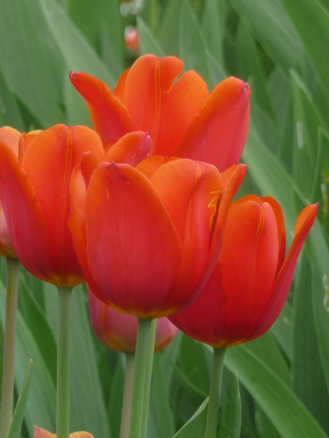 Blog de turlututu : mimipalitaf et ses photos, le temps des tulipes,