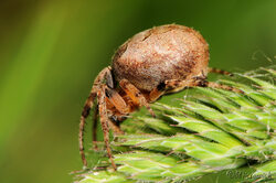 Cliquez sur l'image pour voir l'article complet sur cet arachnide.