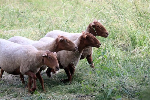 Arrivée des moutons sur l'île de Bohan - 2021