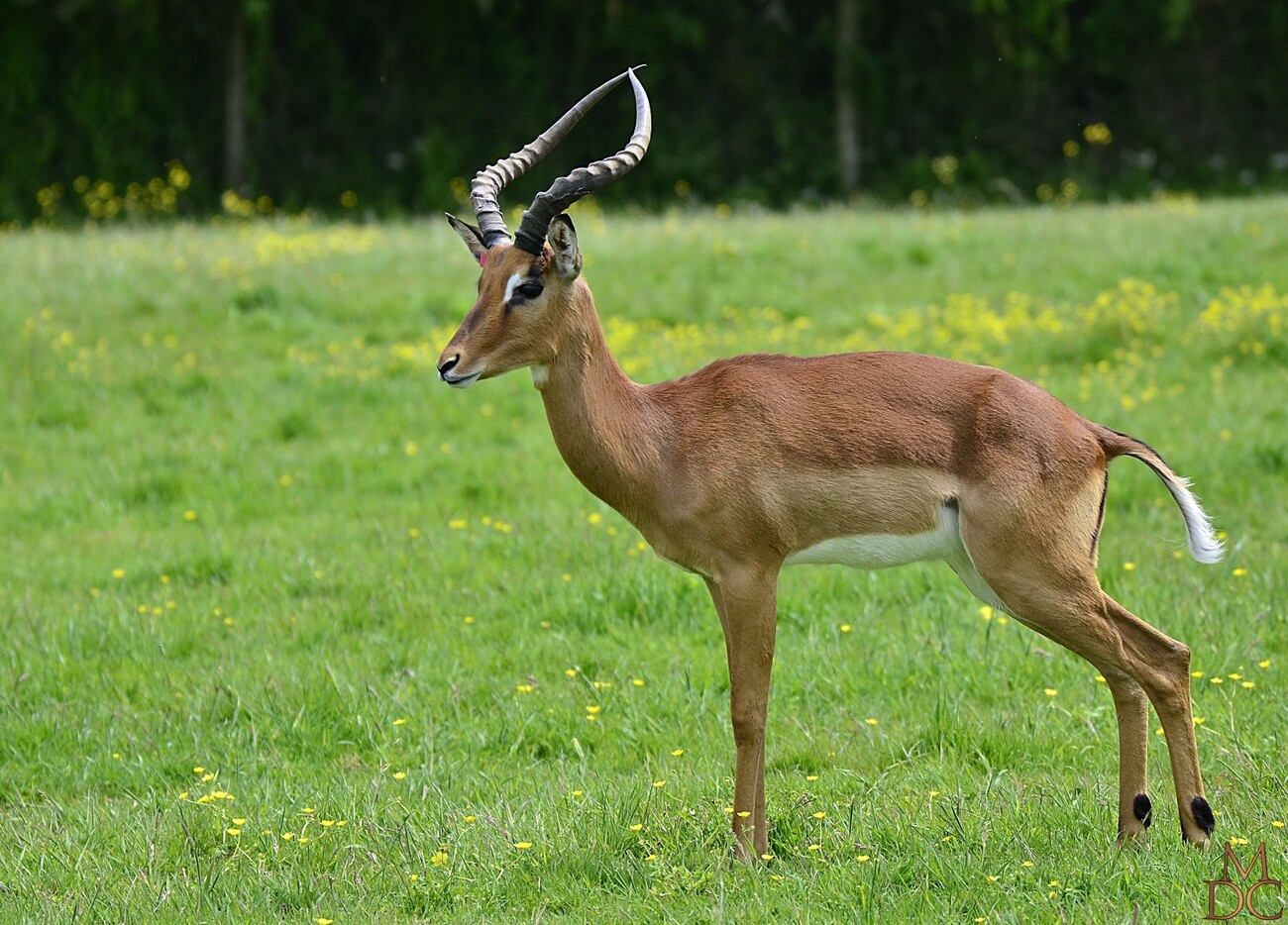 Impala